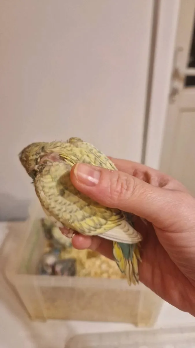 HANDREARED AND TAMED BUDGIES - Image 4
