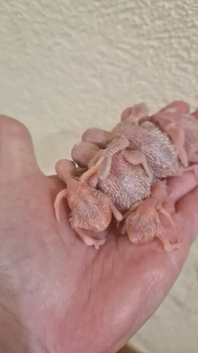 HANDREARED AND TAMED BUDGIES - Image 1