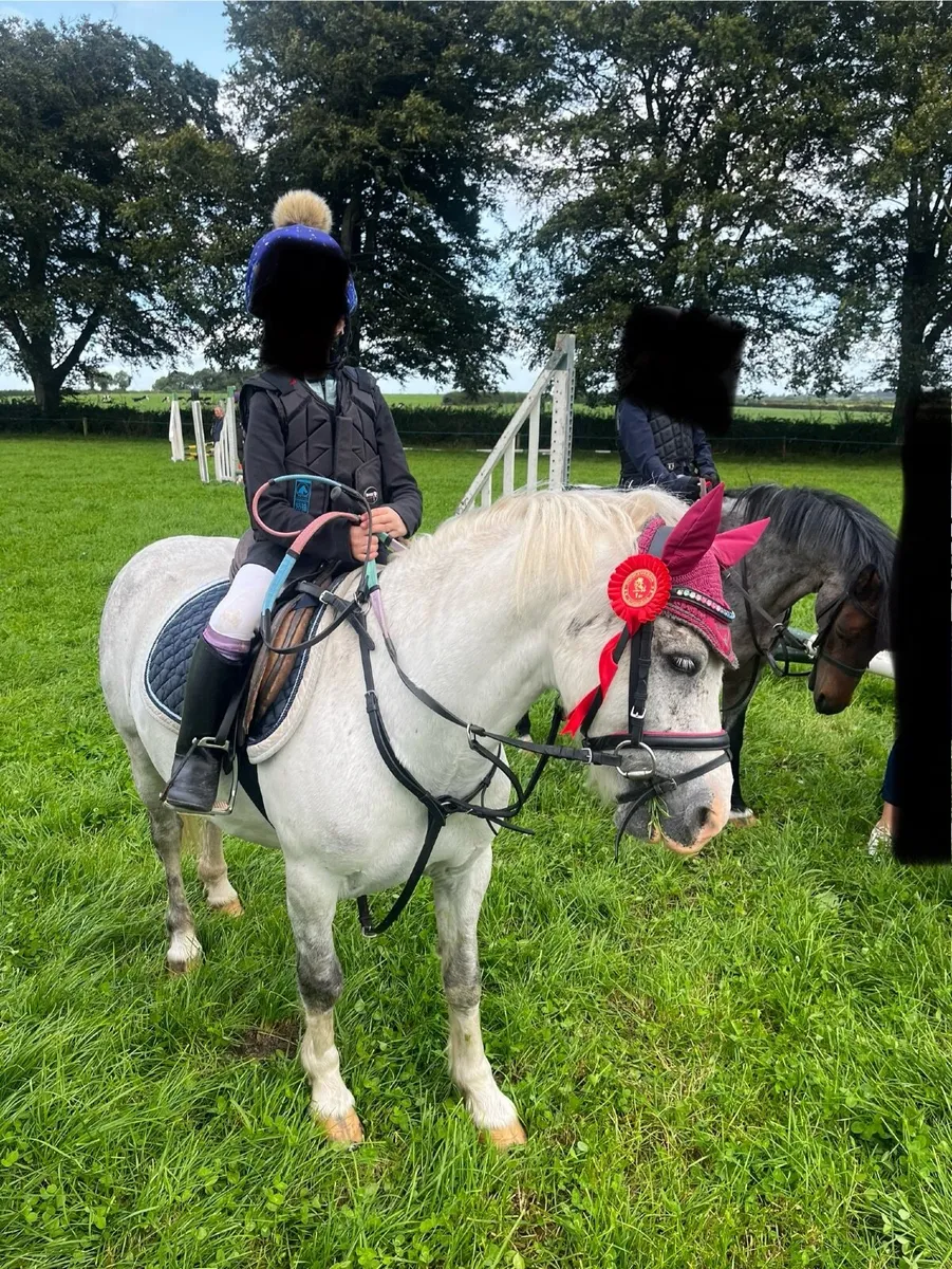 10 Yr Old 12 H Bombproof Starter/ Kickalong Pony - Image 3