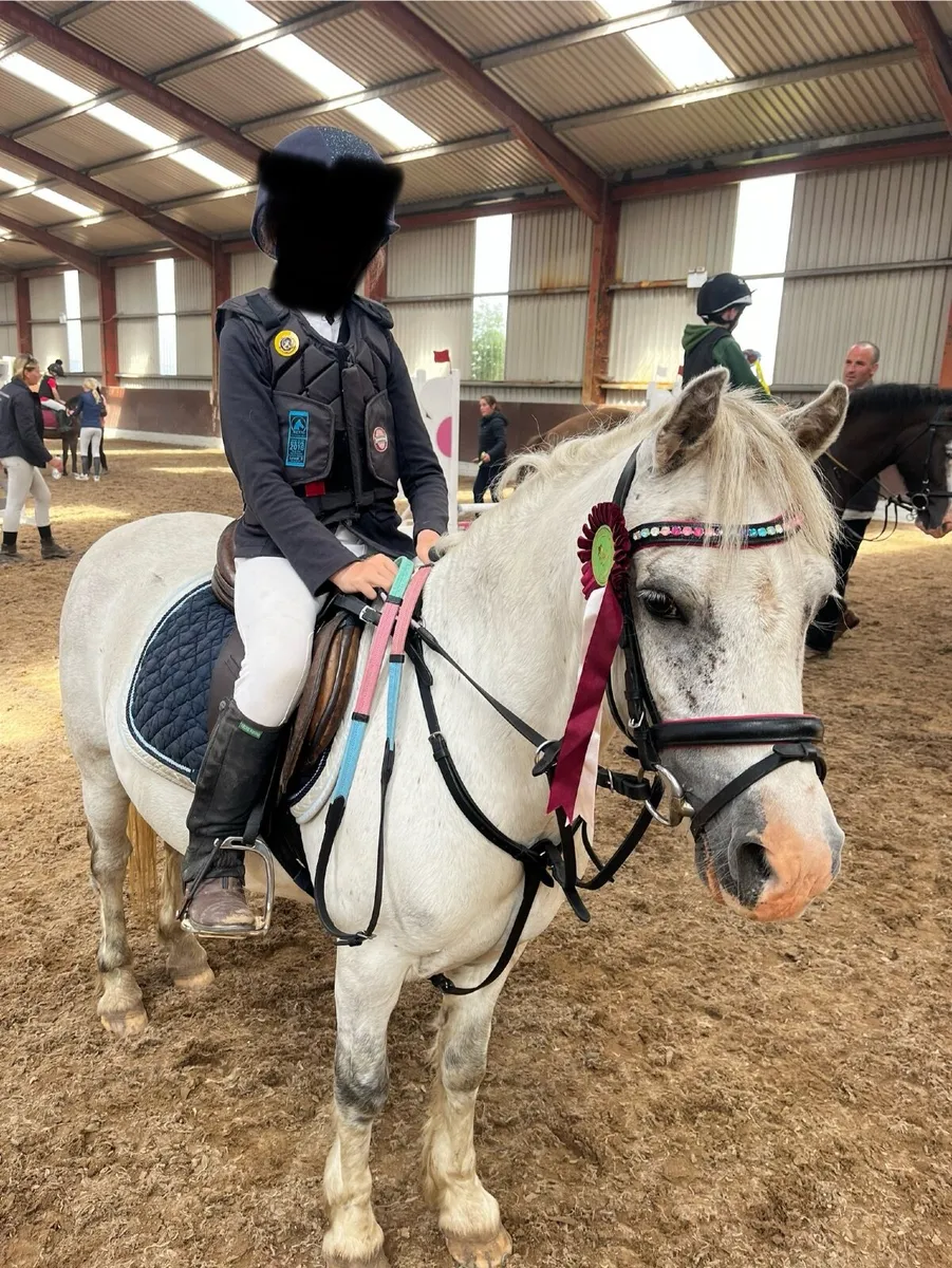 10 Yr Old 12 H Bombproof Starter/ Kickalong Pony - Image 4