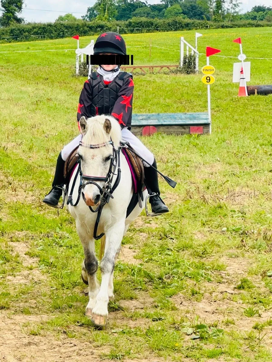 10 Yr Old 12 H Bombproof Starter/ Kickalong Pony - Image 1