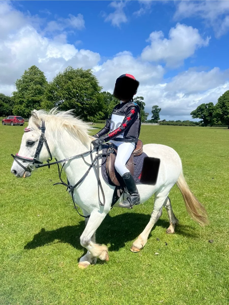 10 Yr Old 12 H Bombproof Starter/ Kickalong Pony - Image 2