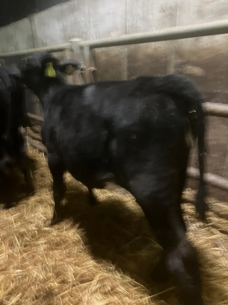 Top Quality Angus Heifer Runners - Image 1