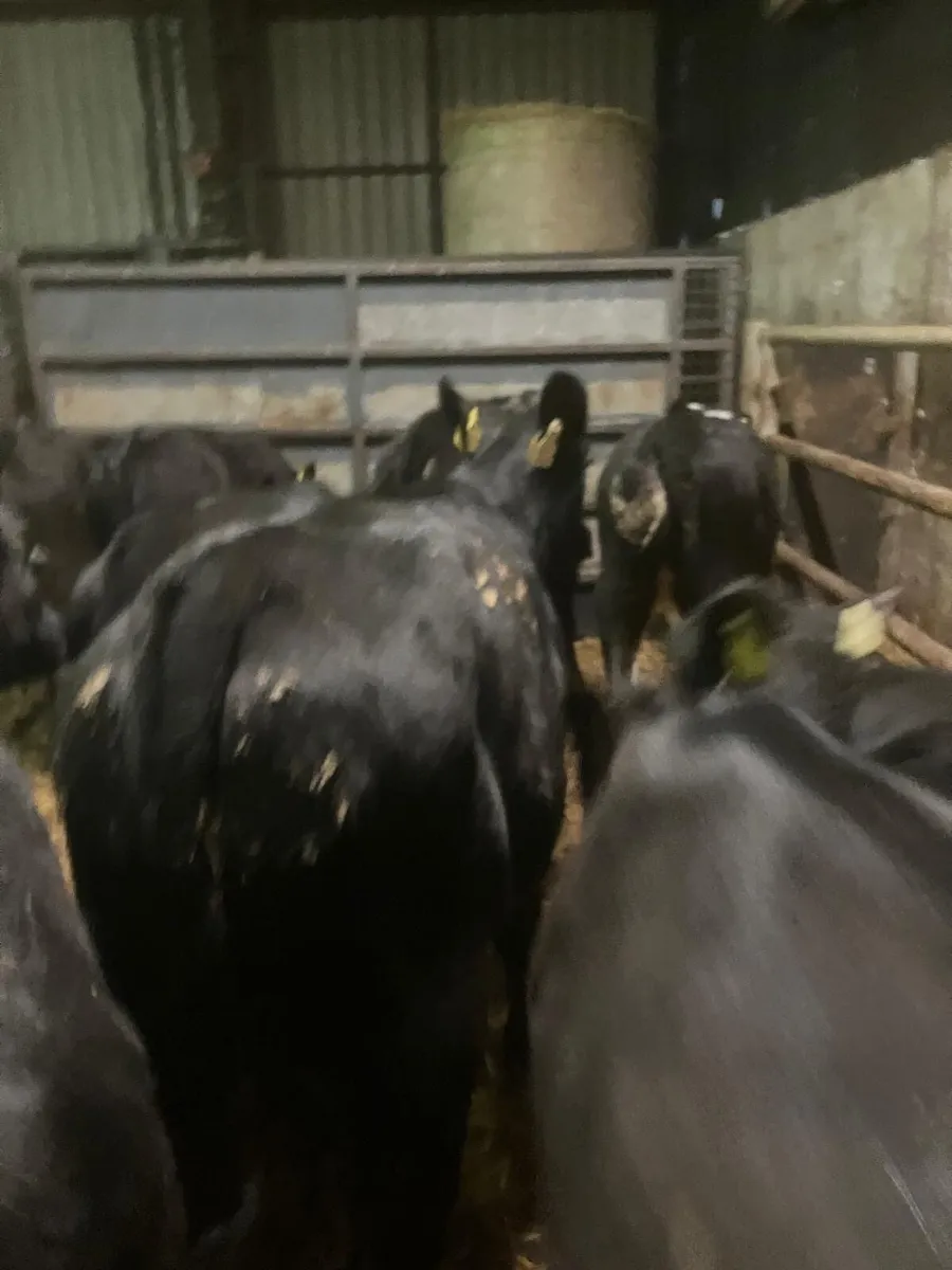 Top Quality Angus Heifer Runners - Image 2