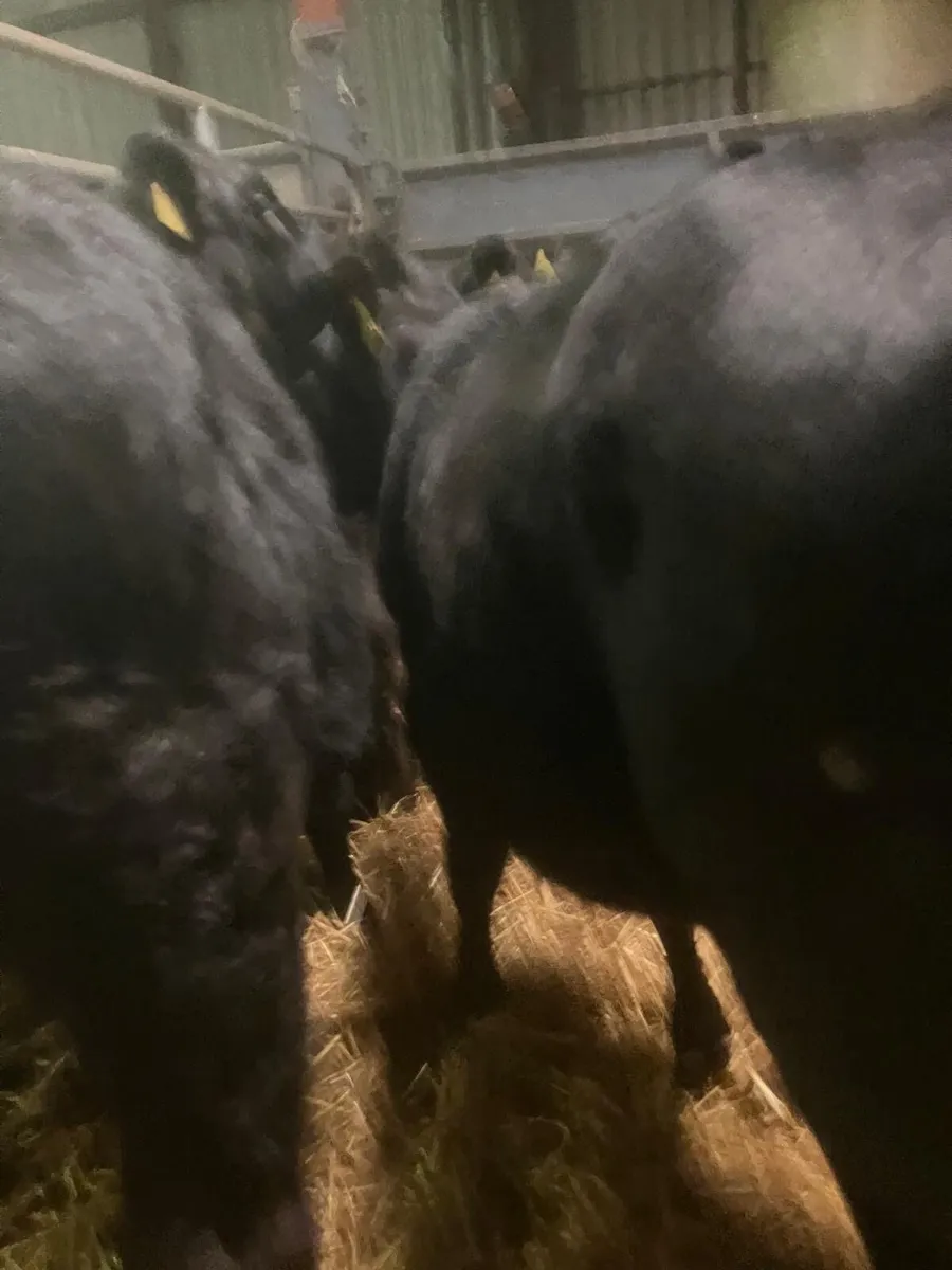Top Quality Angus Heifer Runners - Image 4