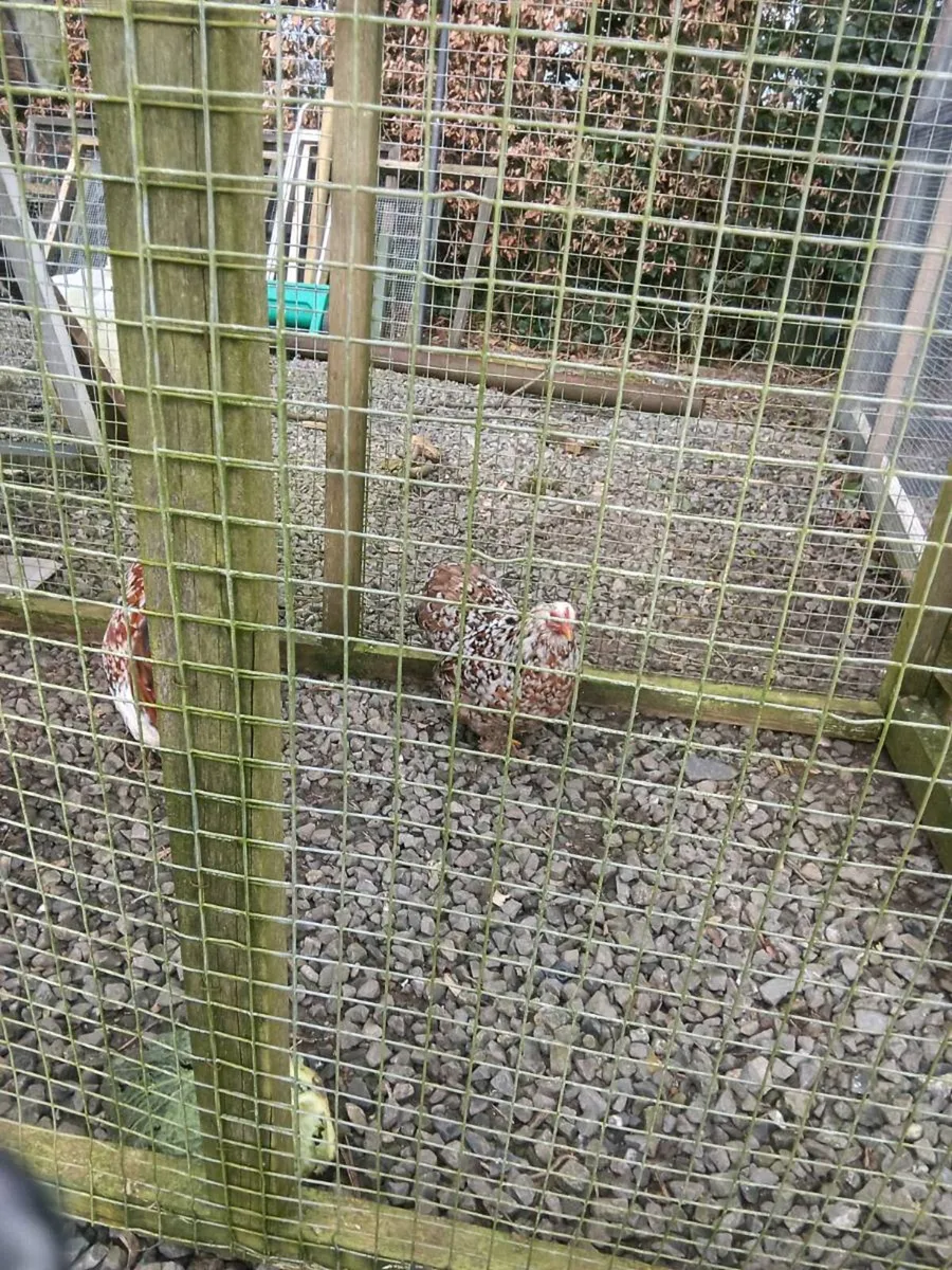 Chickens - Image 4