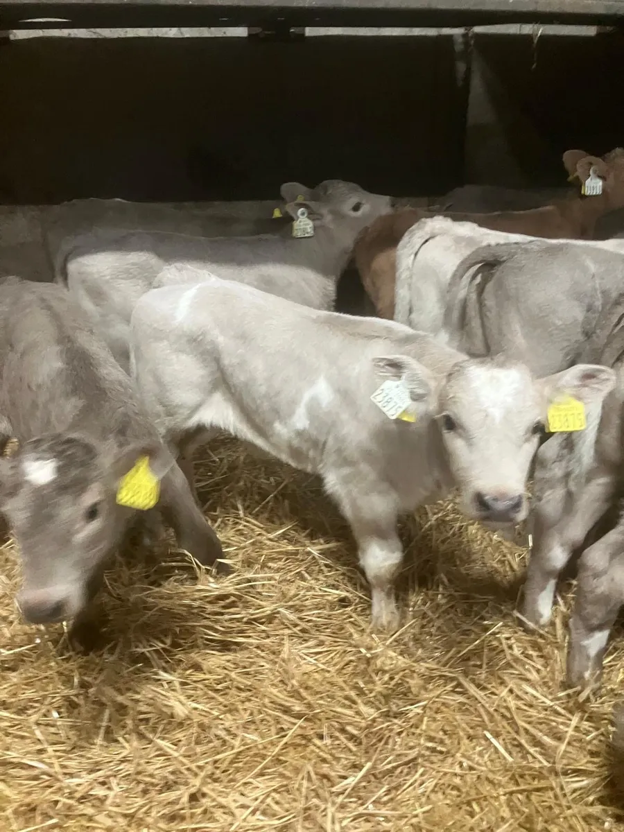 Top Quality Charolais and Belgian Blue Calves - Image 1