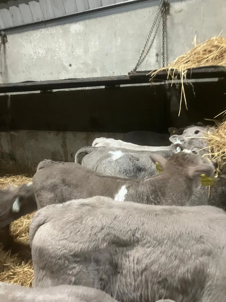 Top Quality Charolais and Belgian Blue Calves - Image 2