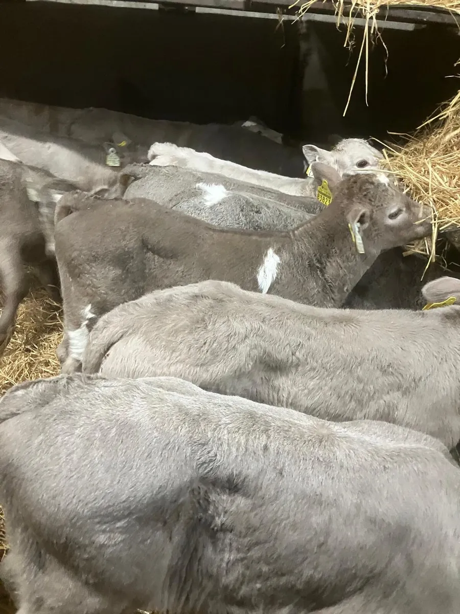 Top Quality Charolais and Belgian Blue Calves - Image 3