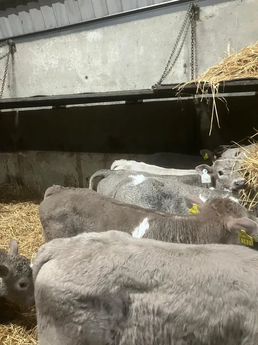 Top Quality Charolais and Belgian Blue Calves - Image 4