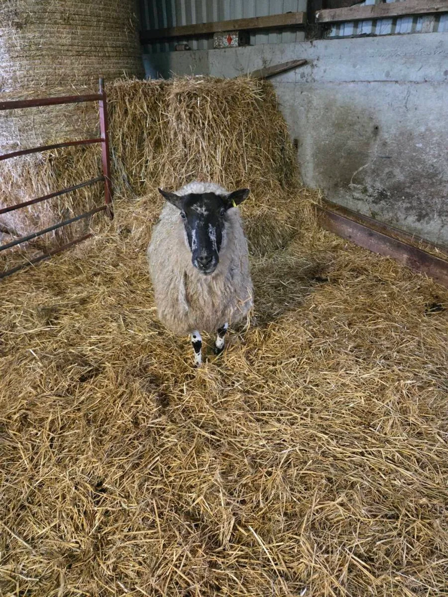 Foster ewe - Image 1