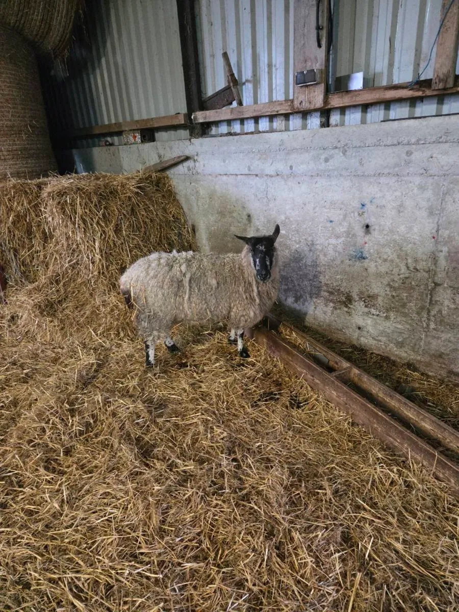 Foster ewe - Image 2
