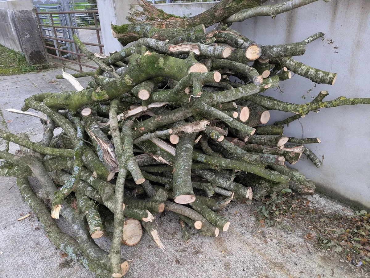 Firewood lengths oak/sycamore - Image 2