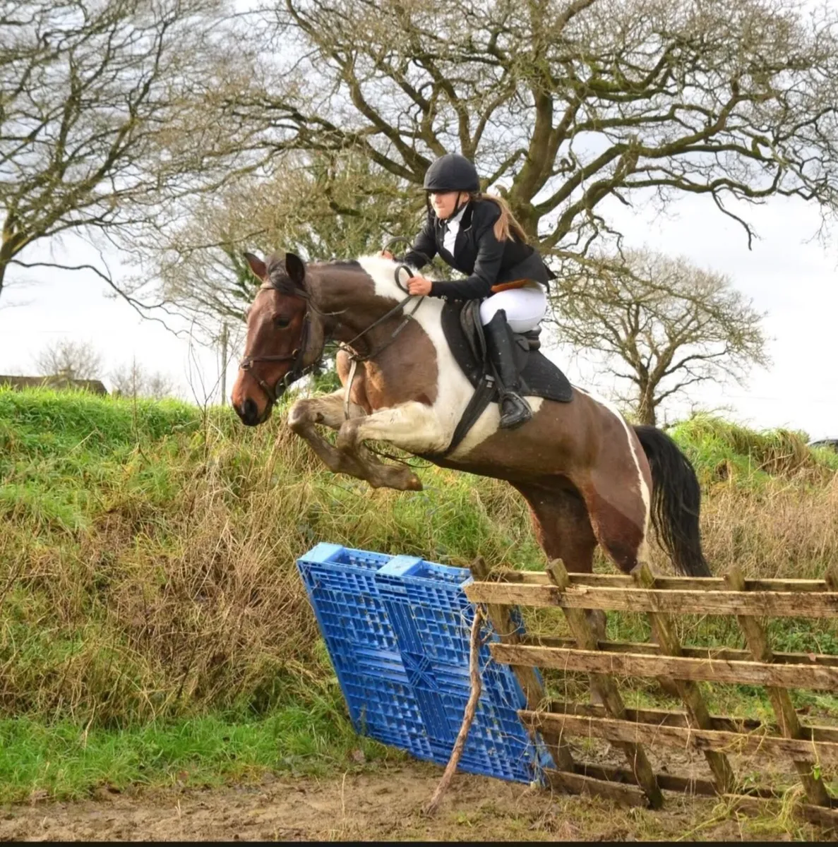 6 year old mare - Image 1