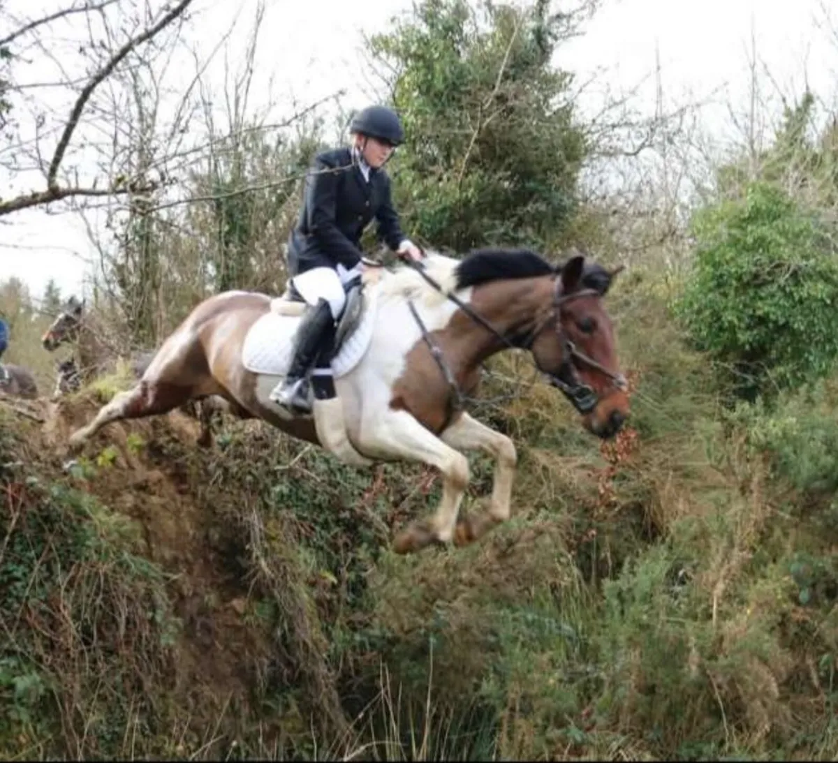 6 year old mare - Image 2