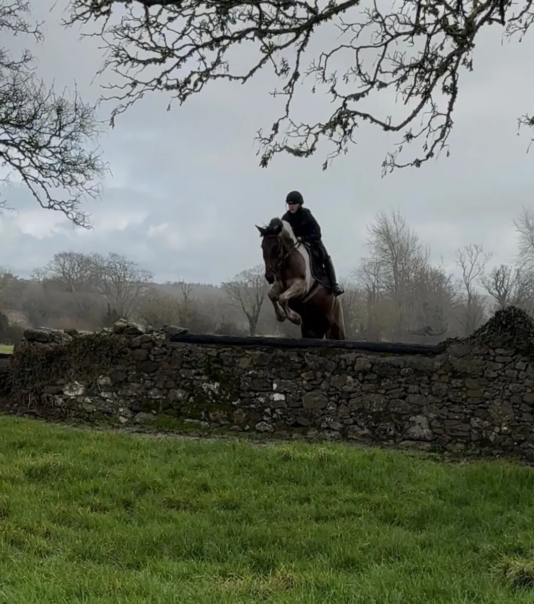 6 year old mare - Image 3