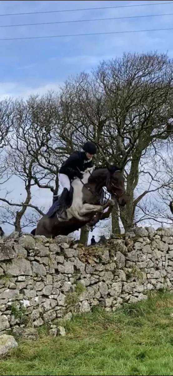 6 year old mare - Image 4