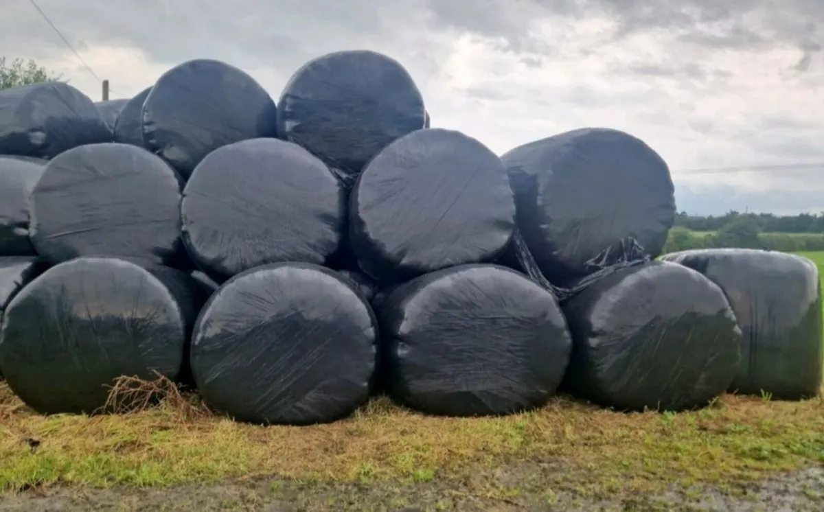50 Bales of Silage