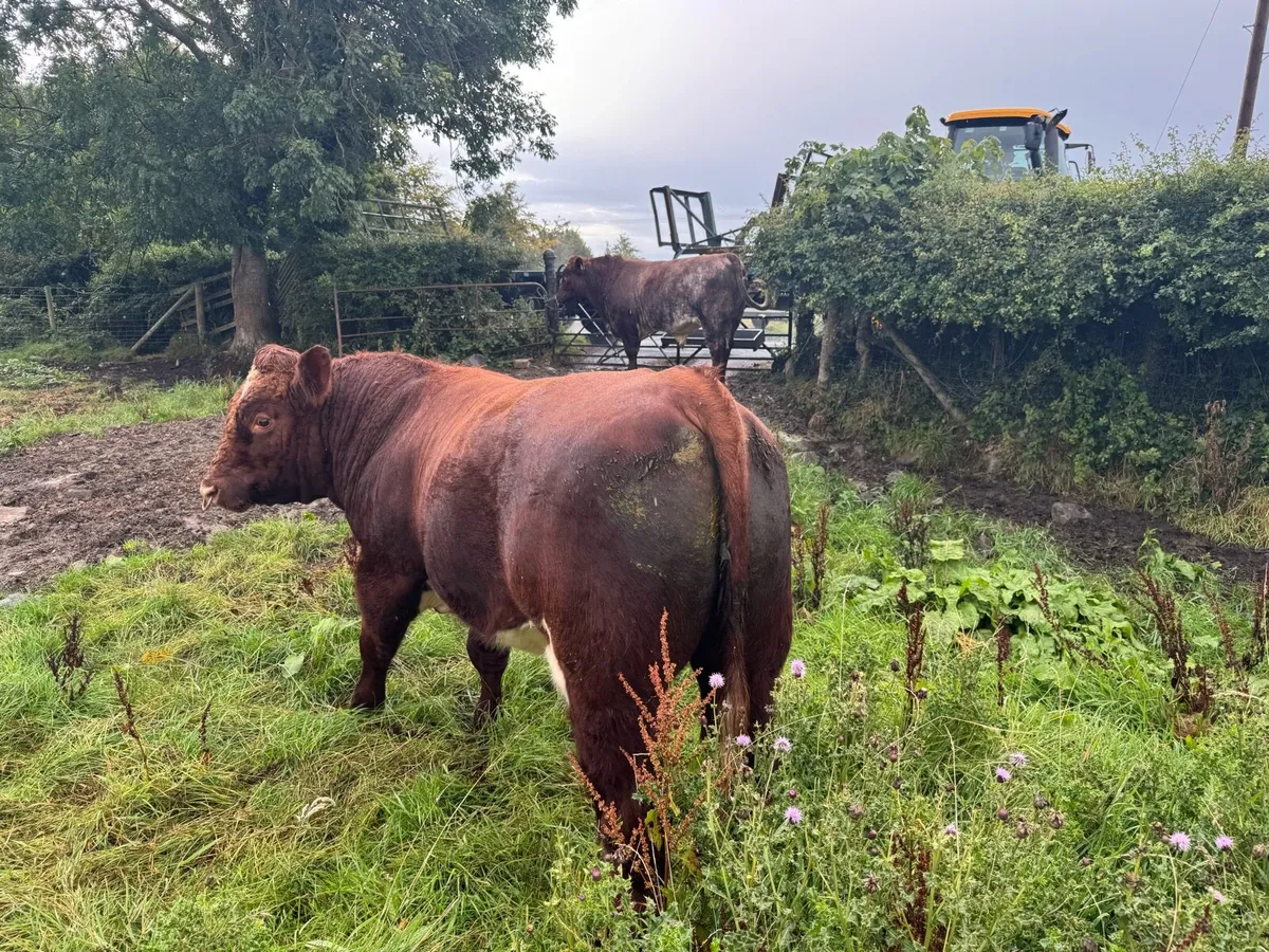 Shorthorn Bull - Image 3