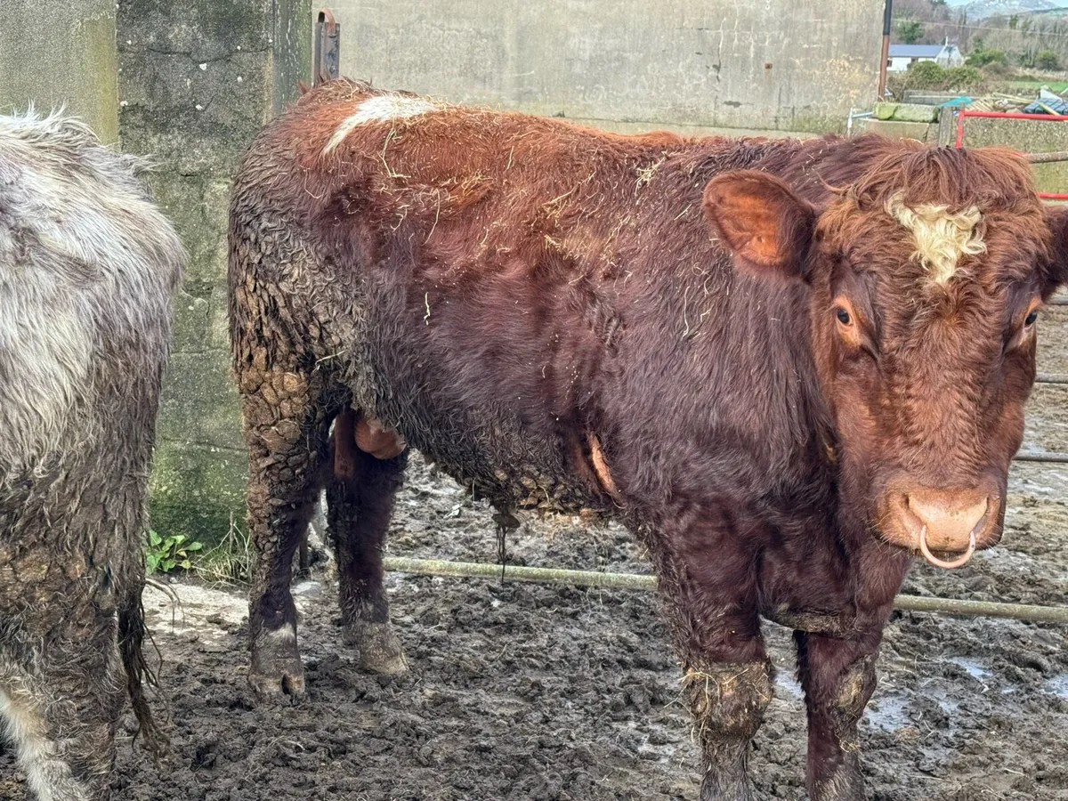 Shorthorn Bull - Image 1