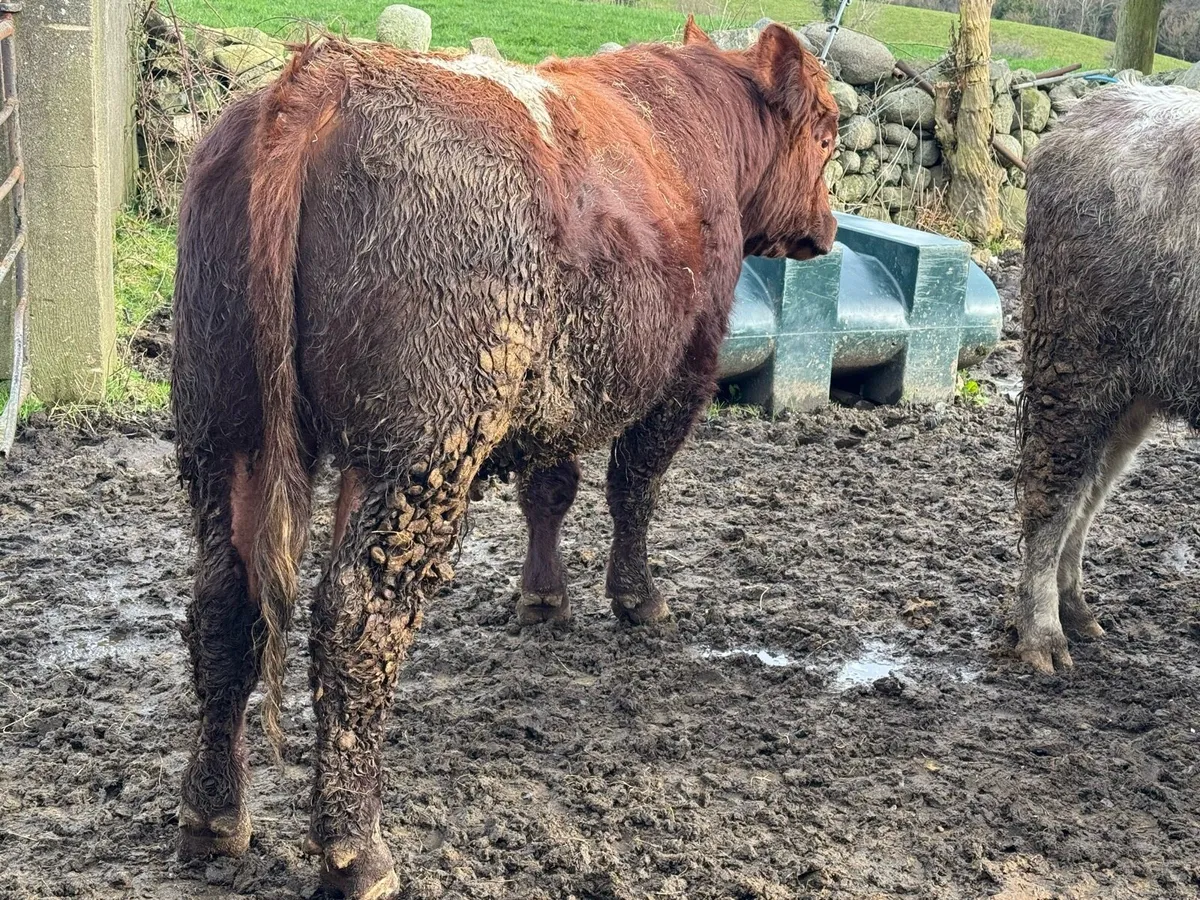 Shorthorn Bull - Image 2