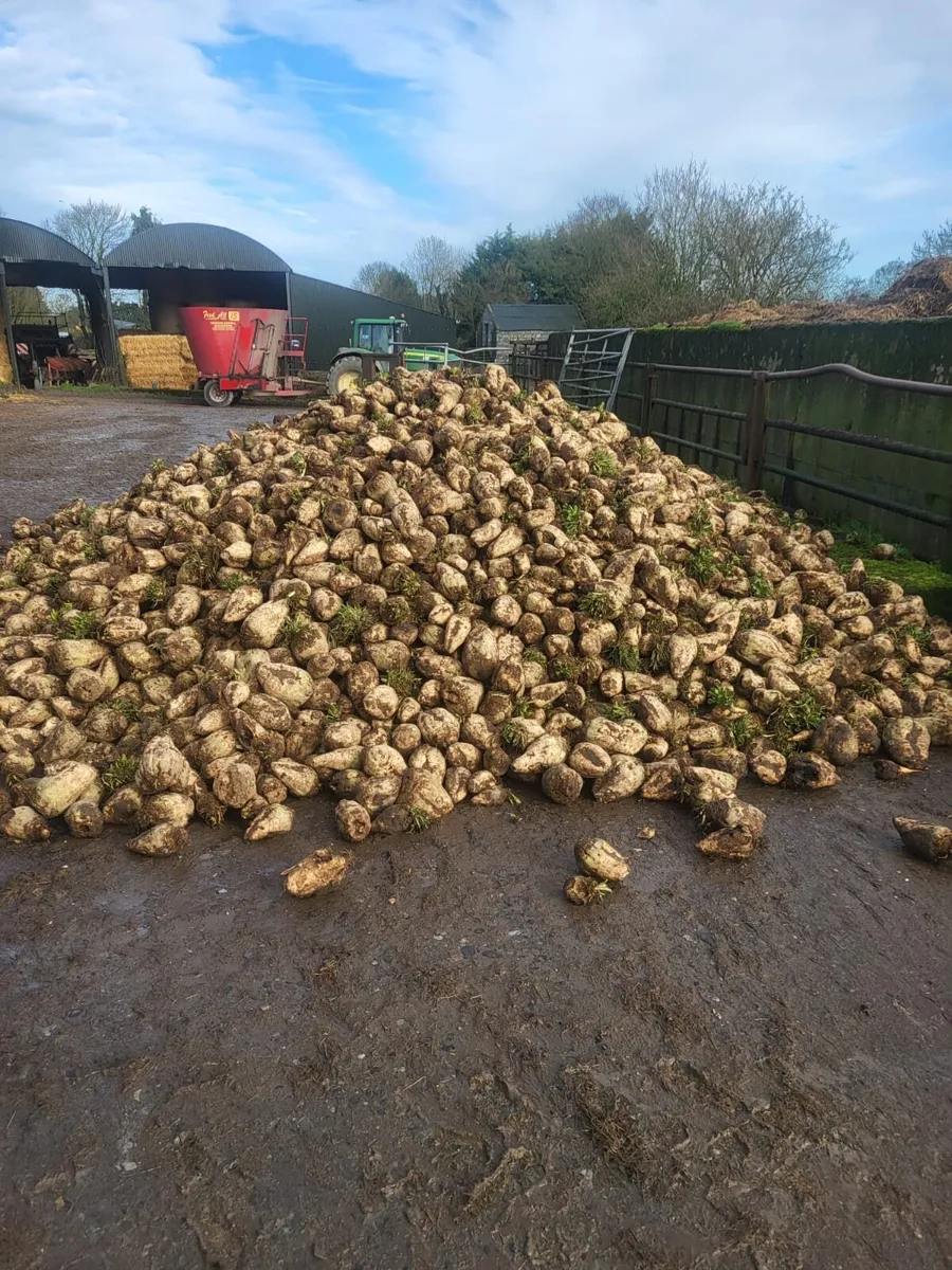 Fodder beet - Image 1