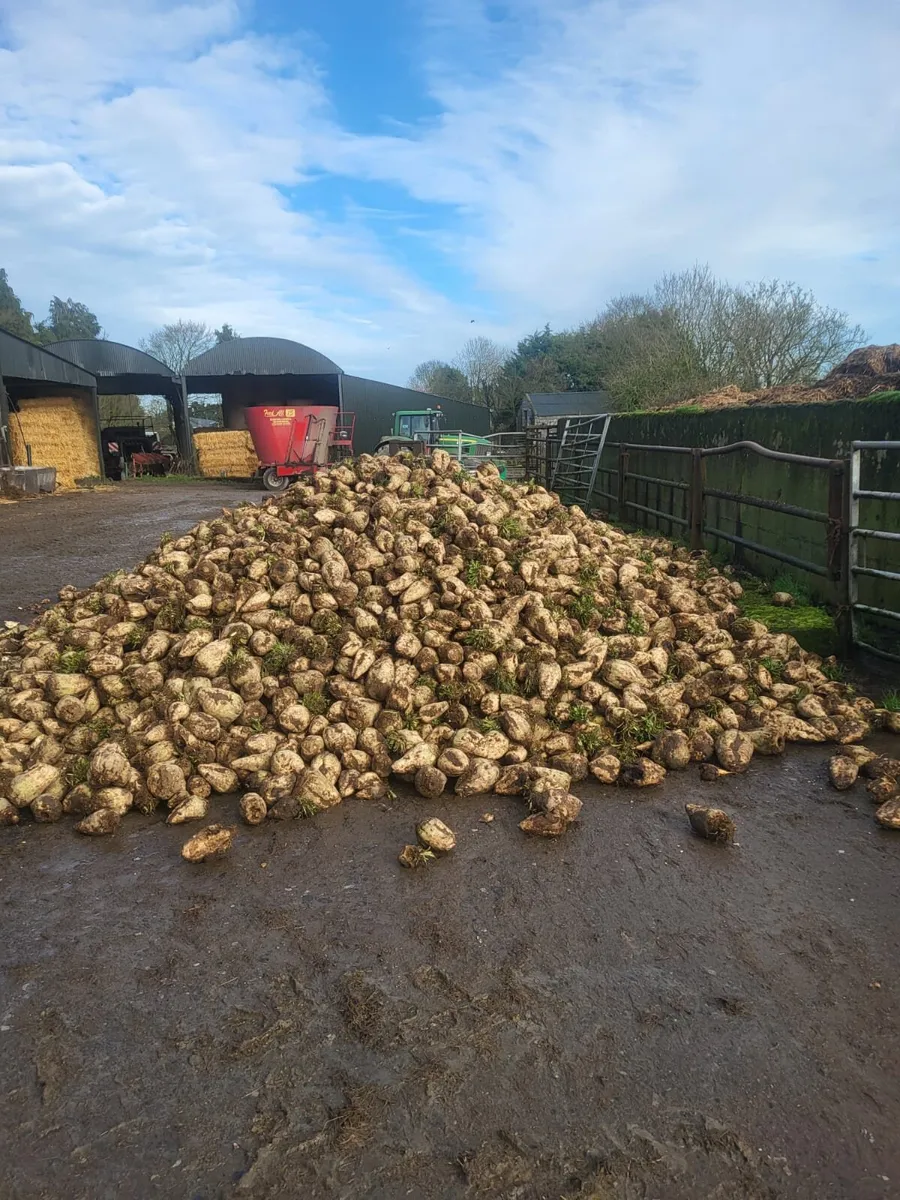 Fodder beet - Image 2
