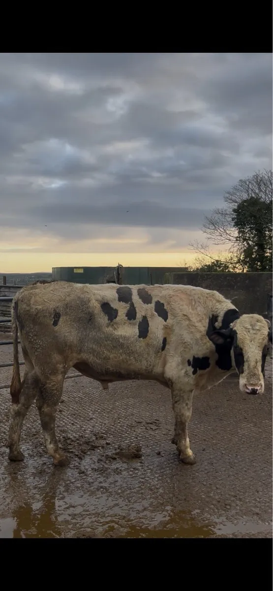 Pedigree Holstein Bull - Image 3