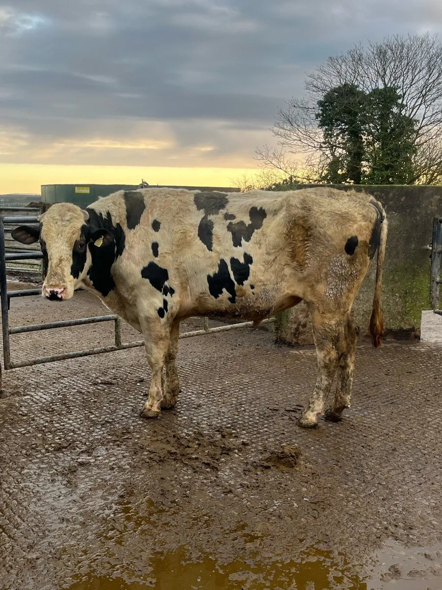 Pedigree Holstein Bull - Image 1