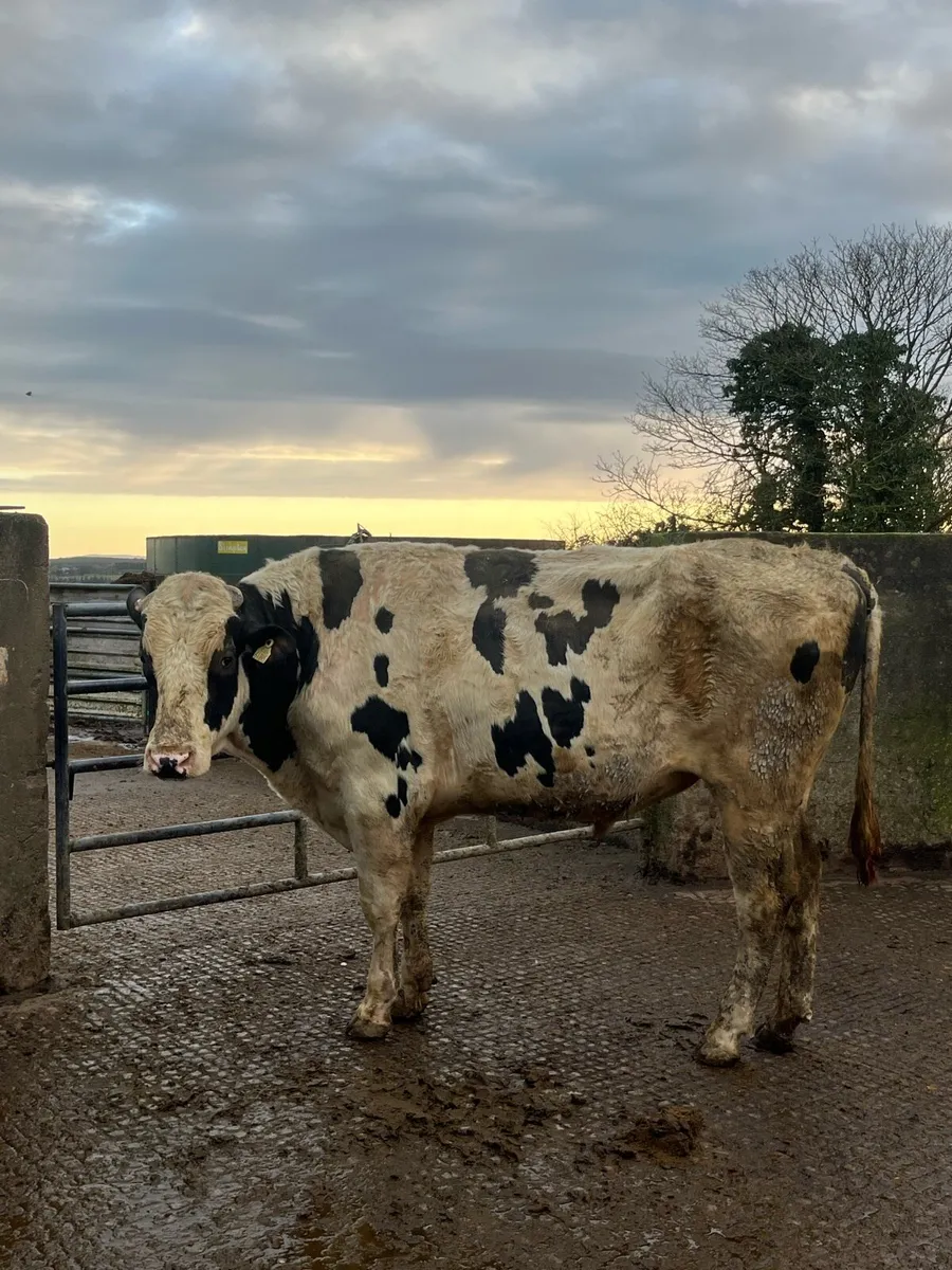 Pedigree Holstein Bull - Image 2
