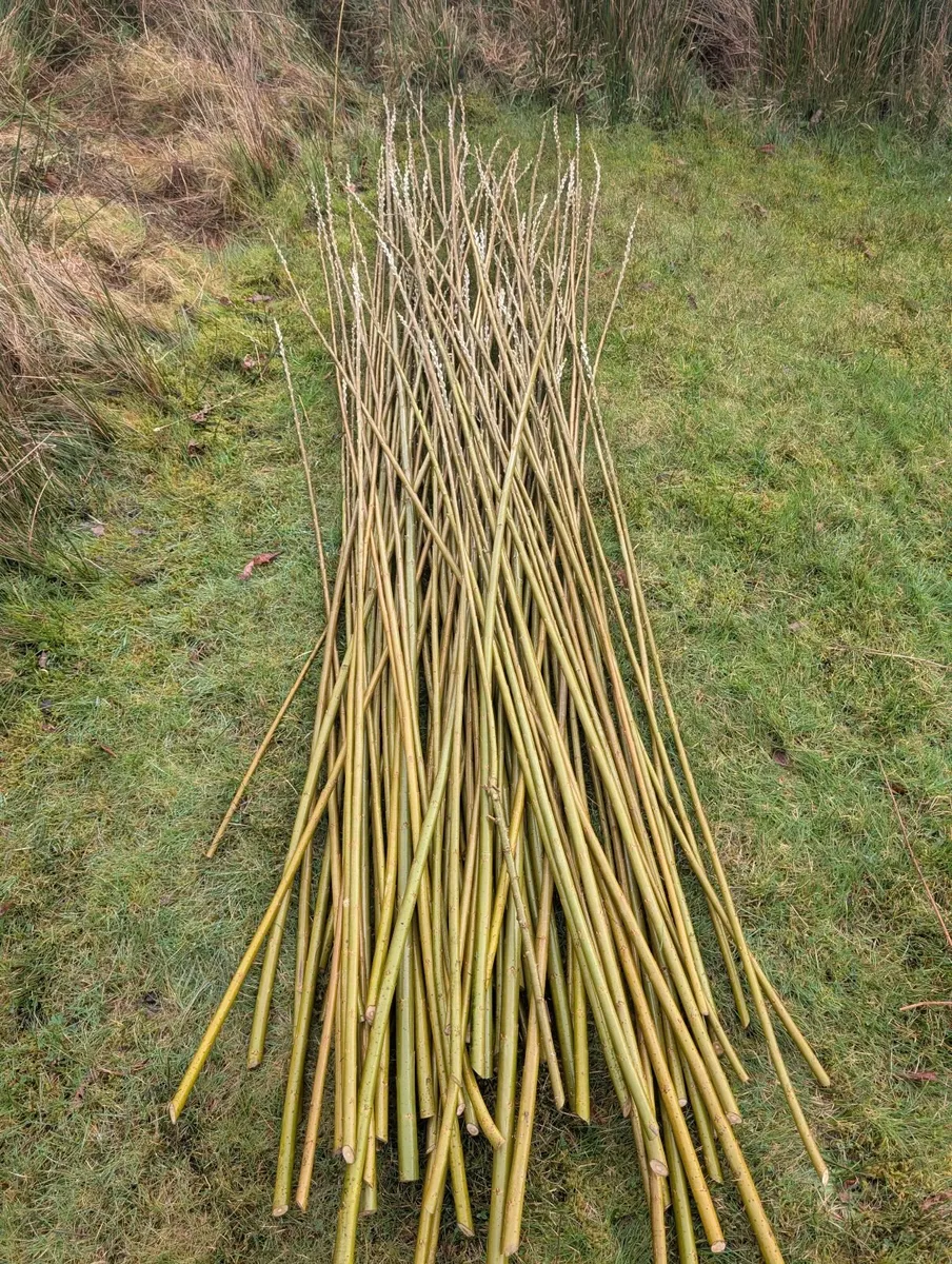 Willow cuttings
