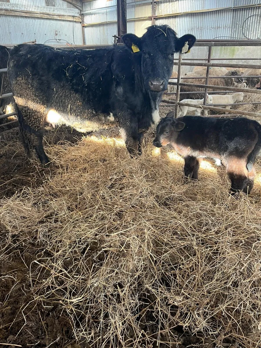 Suckler Cow and Calf - Image 1