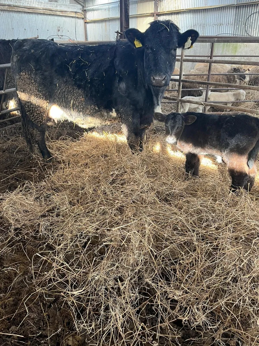 Suckler Cow and Calf - Image 4