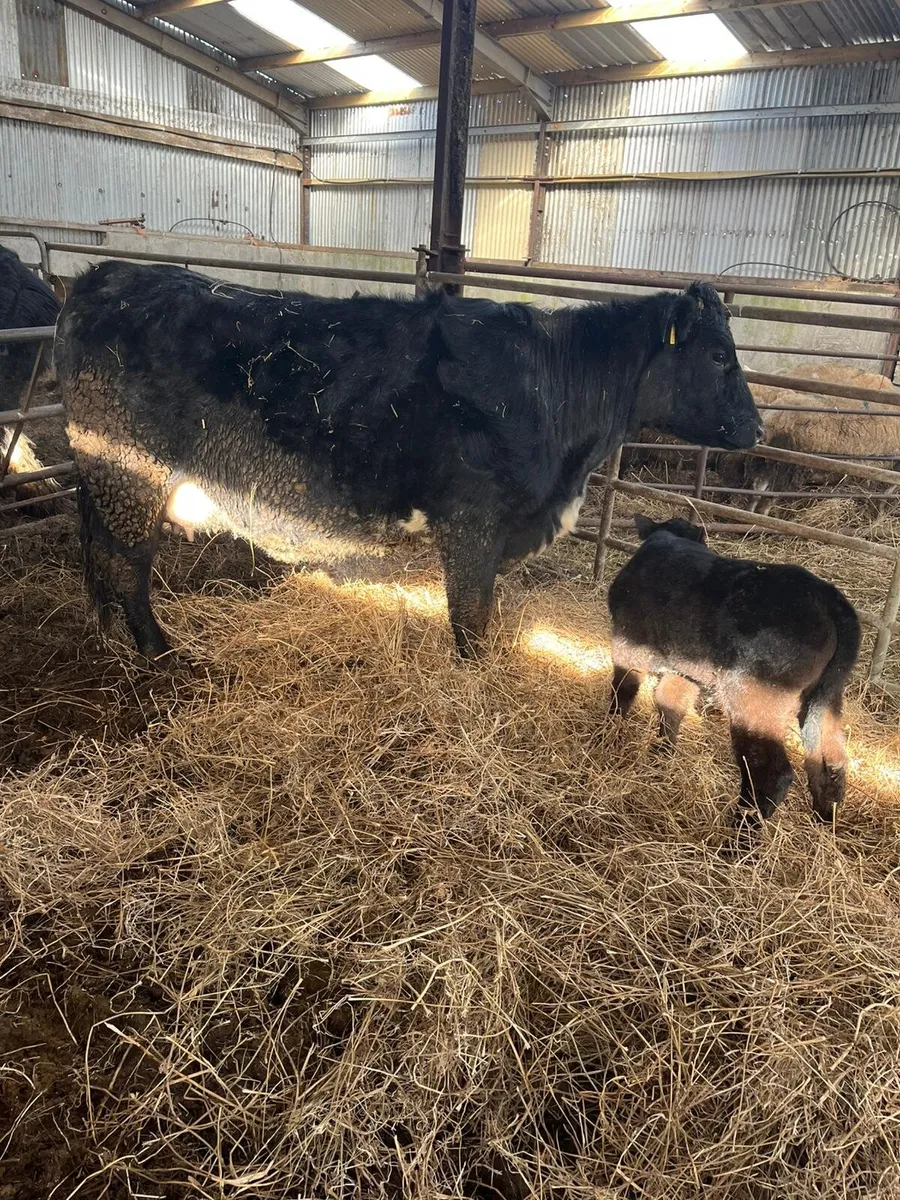 Suckler Cow and Calf - Image 2