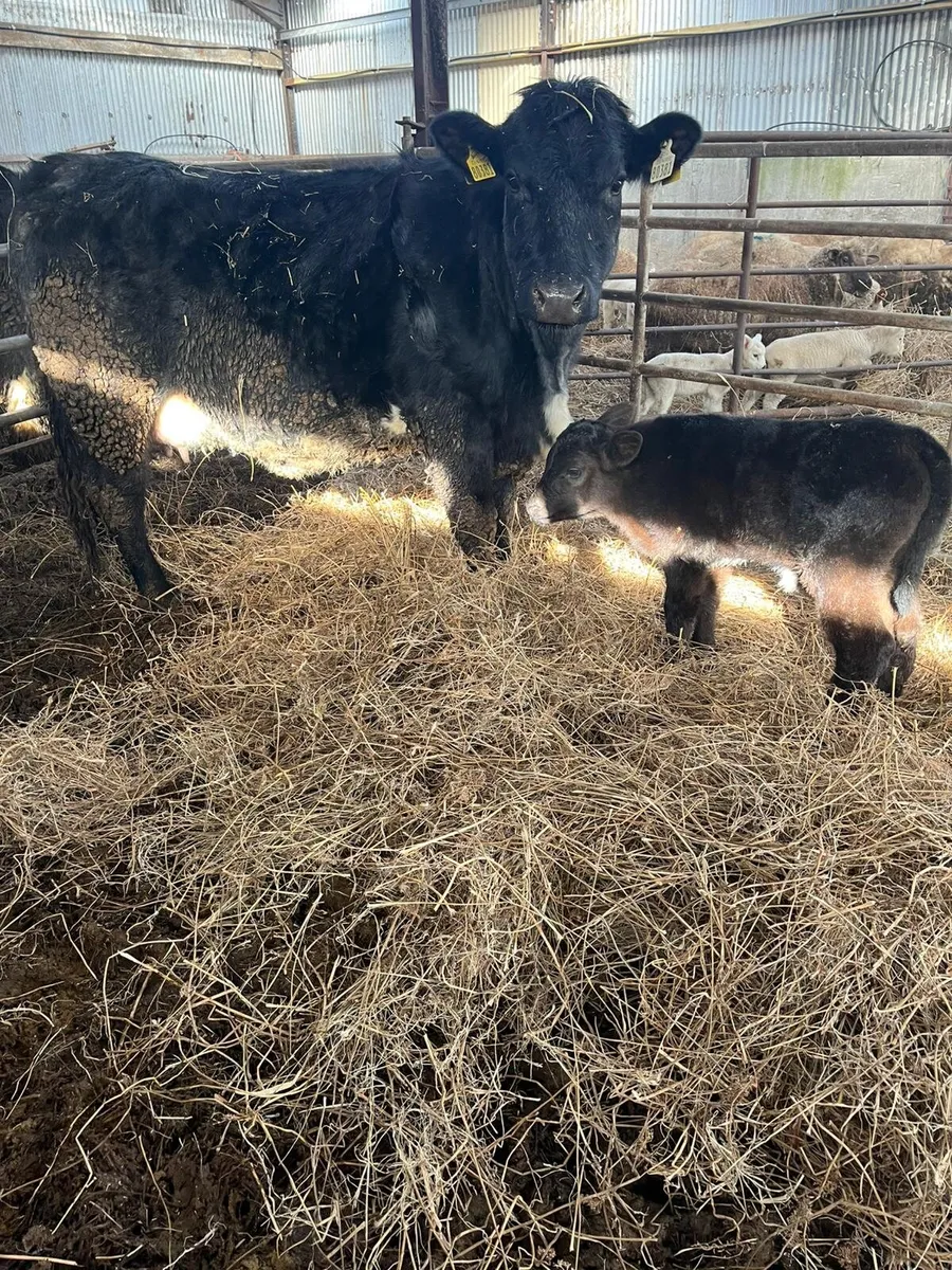Suckler Cow and Calf - Image 3