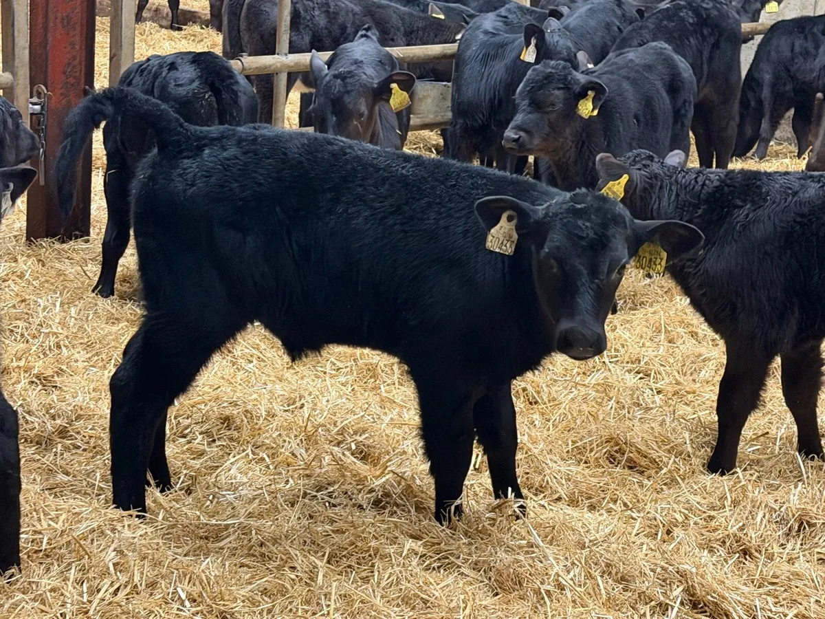 36 Aberdeen Angus Bull Calves - Image 1