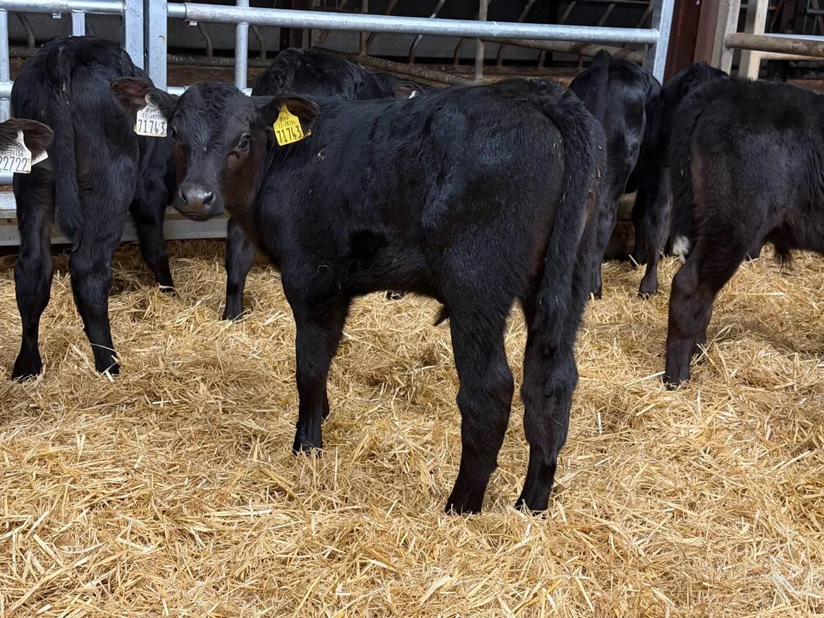 36 Aberdeen Angus Bull Calves - Image 2