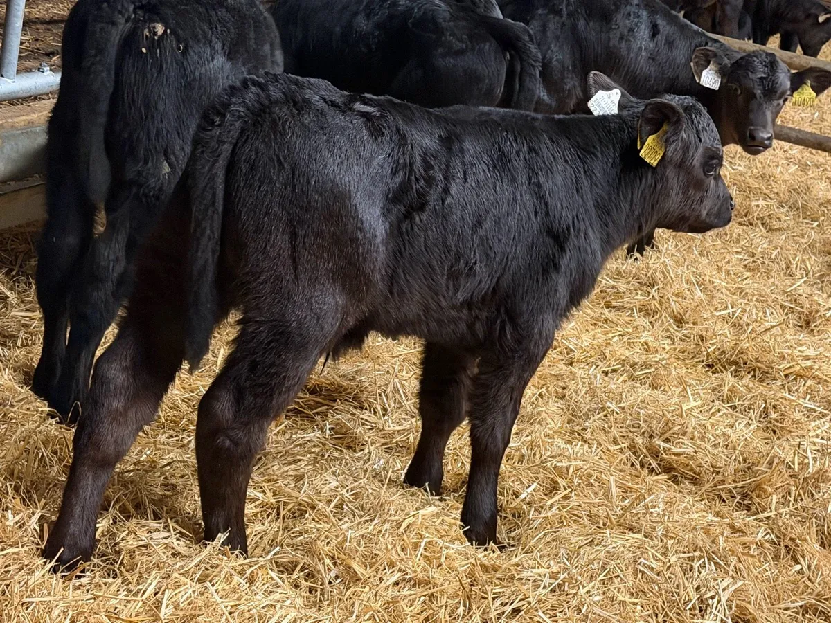 36 Aberdeen Angus Bull Calves - Image 3