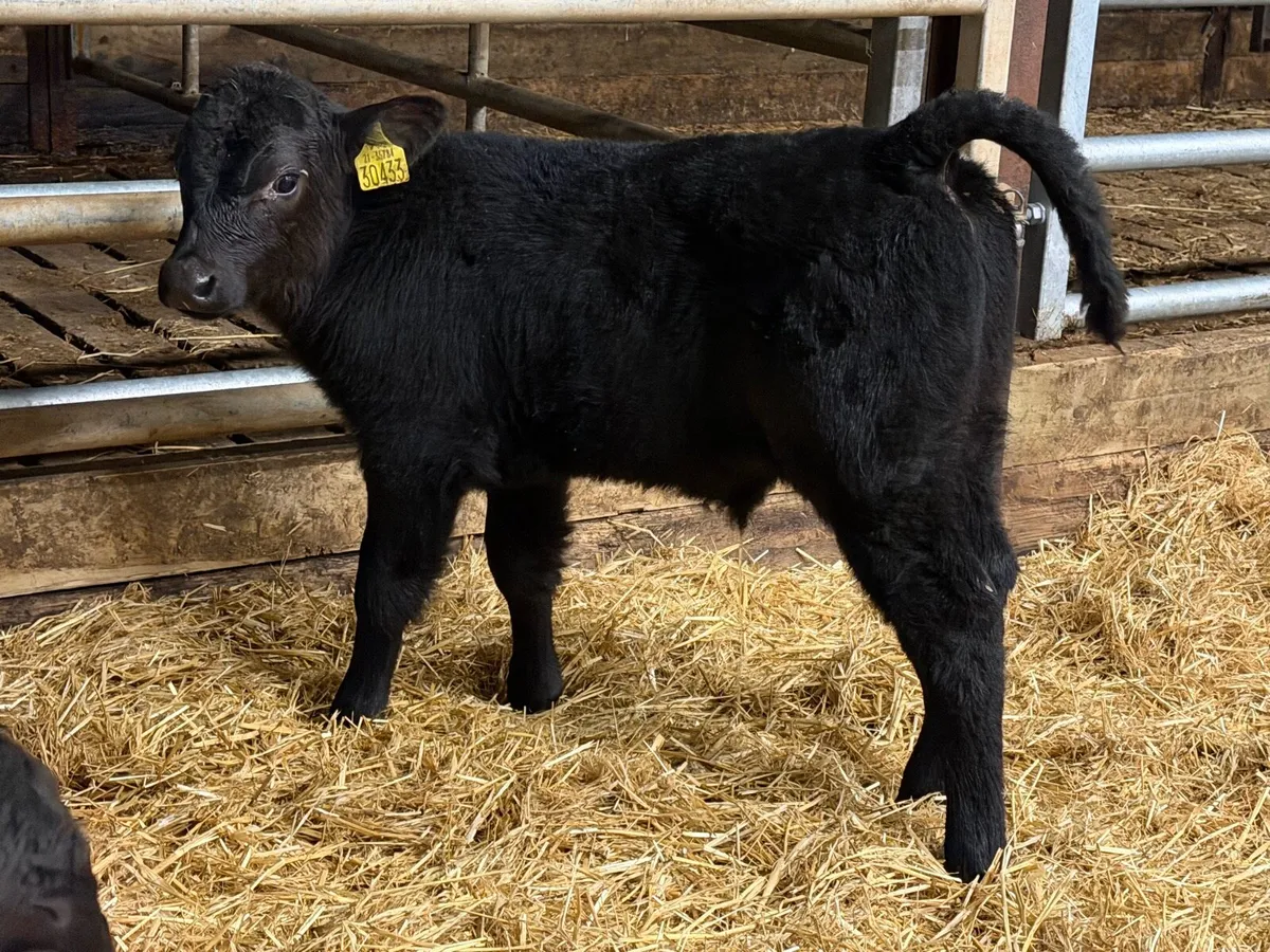 36 Aberdeen Angus Bull Calves - Image 4