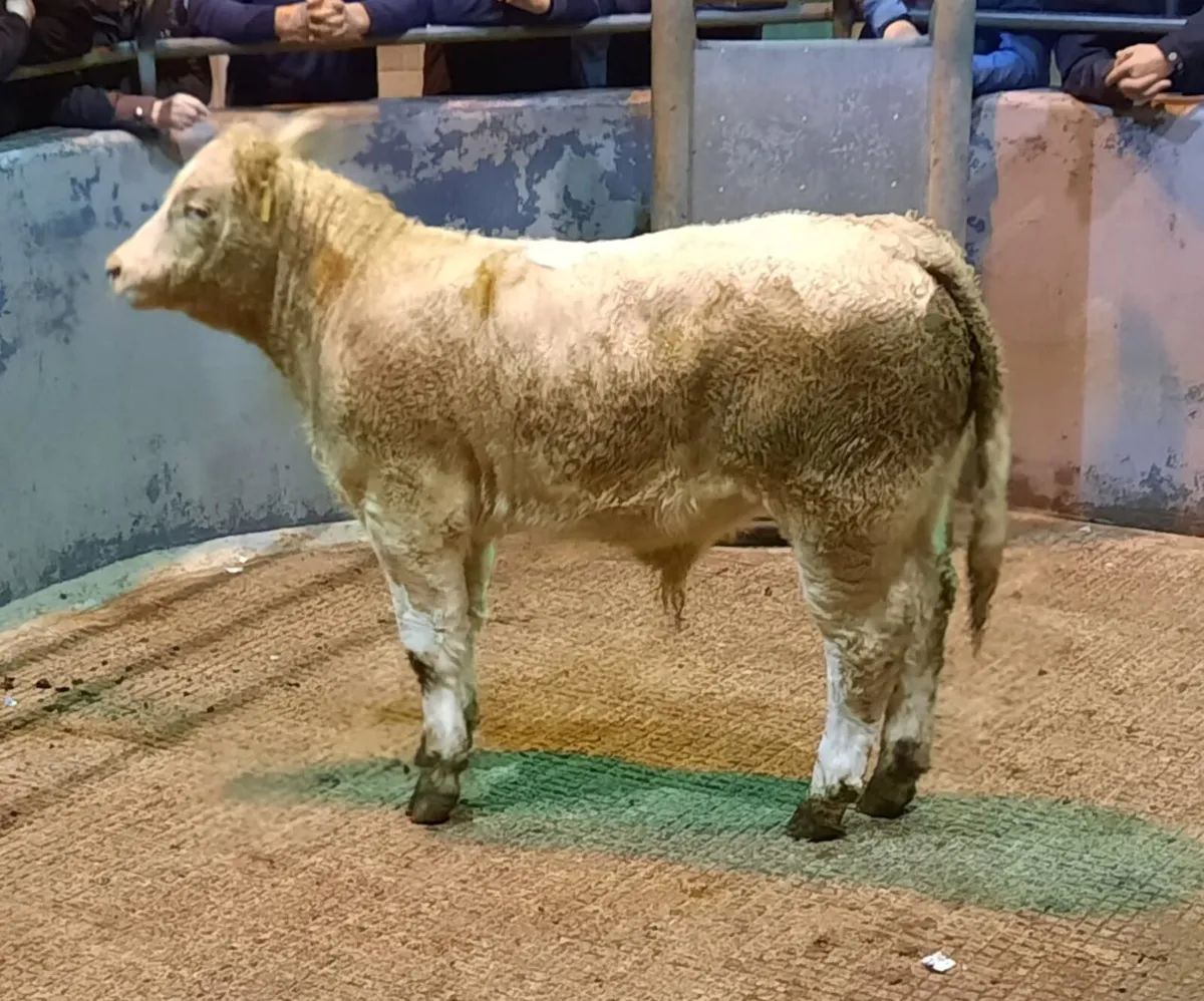 Designated Suckled Calf Sale