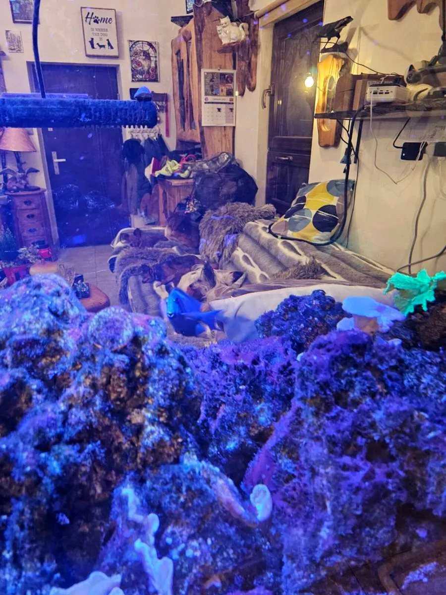 🌊 Live Rock for Sale – Marine Aquarium - Image 1