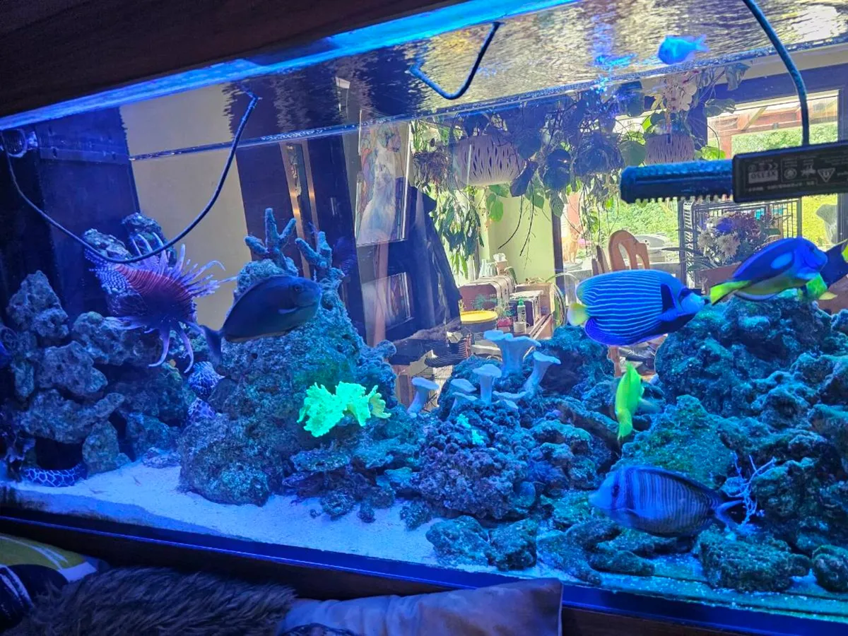 🌊 Live Rock for Sale – Marine Aquarium - Image 2