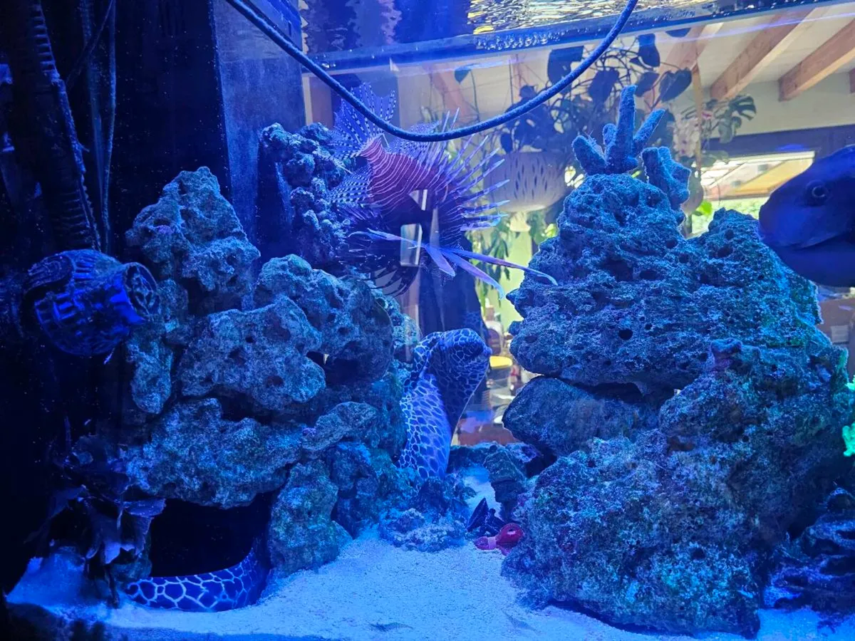 🌊 Live Rock for Sale – Marine Aquarium - Image 3