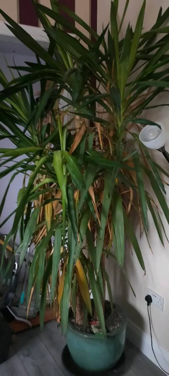 Huge houseplant - Image 1