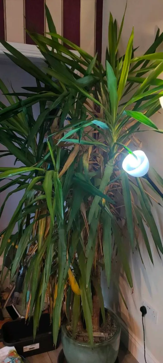 Huge houseplant - Image 2