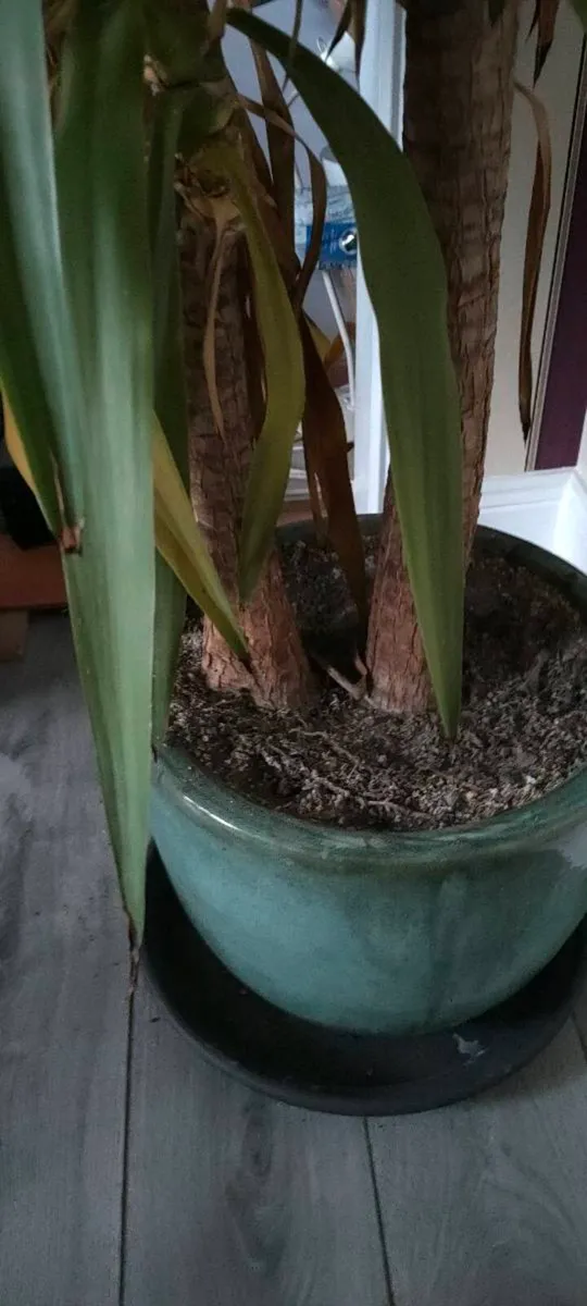 Huge houseplant - Image 3