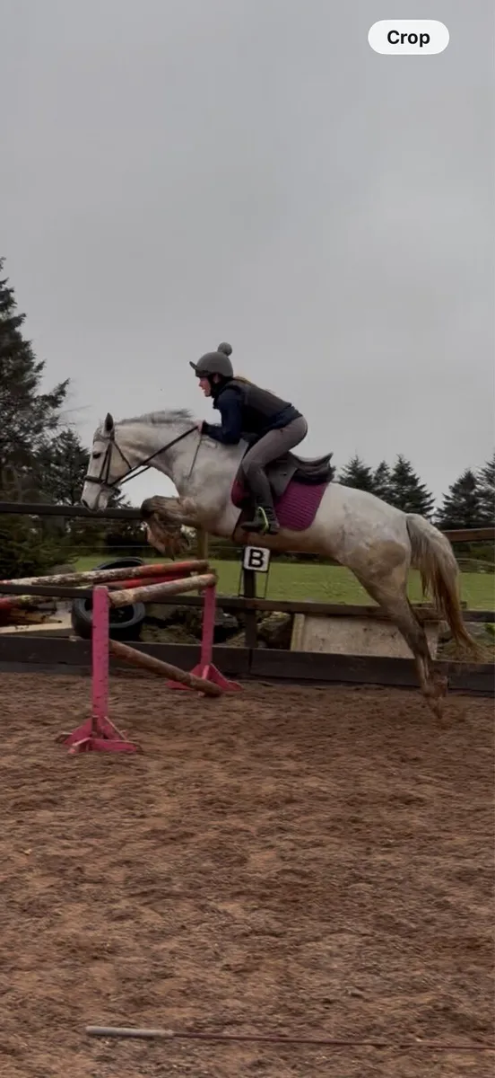 Alrounder mare - Image 1