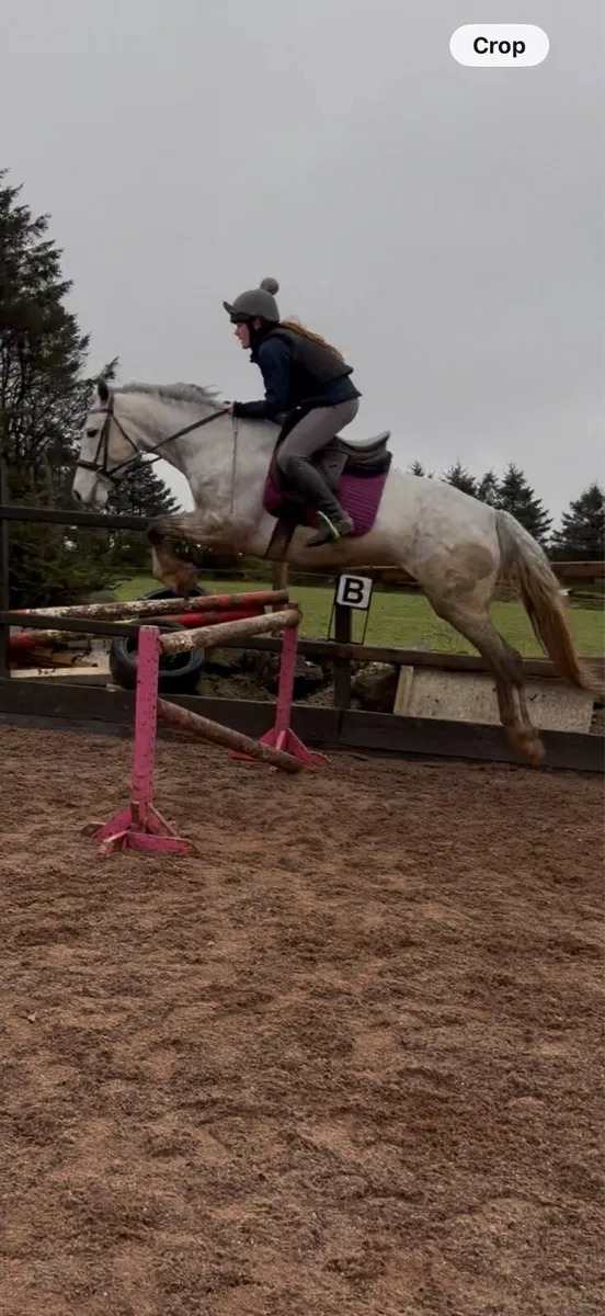 Alrounder mare - Image 2