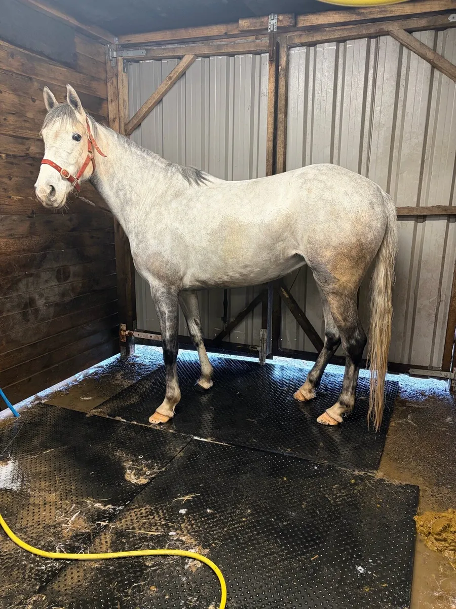 Alrounder mare - Image 3