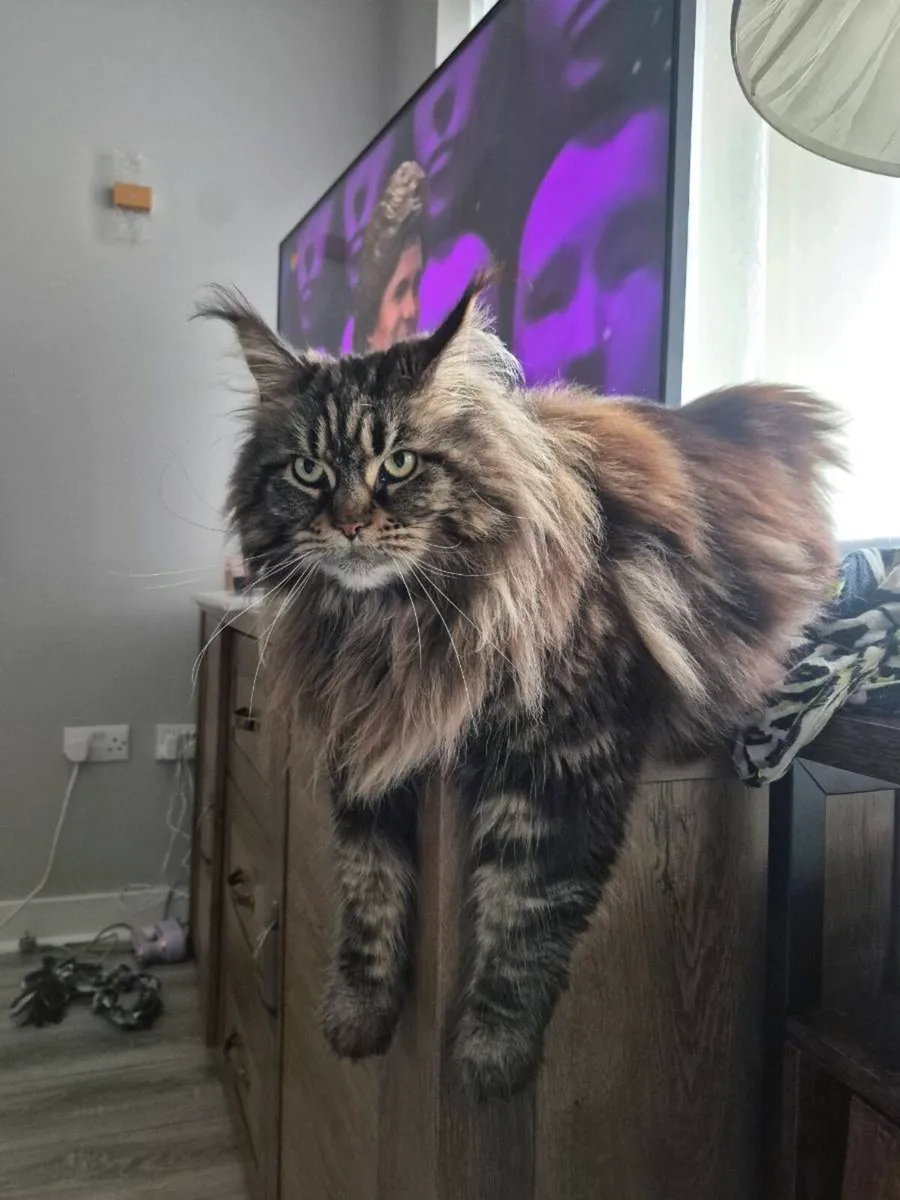 Main coon cat , female - Image 1